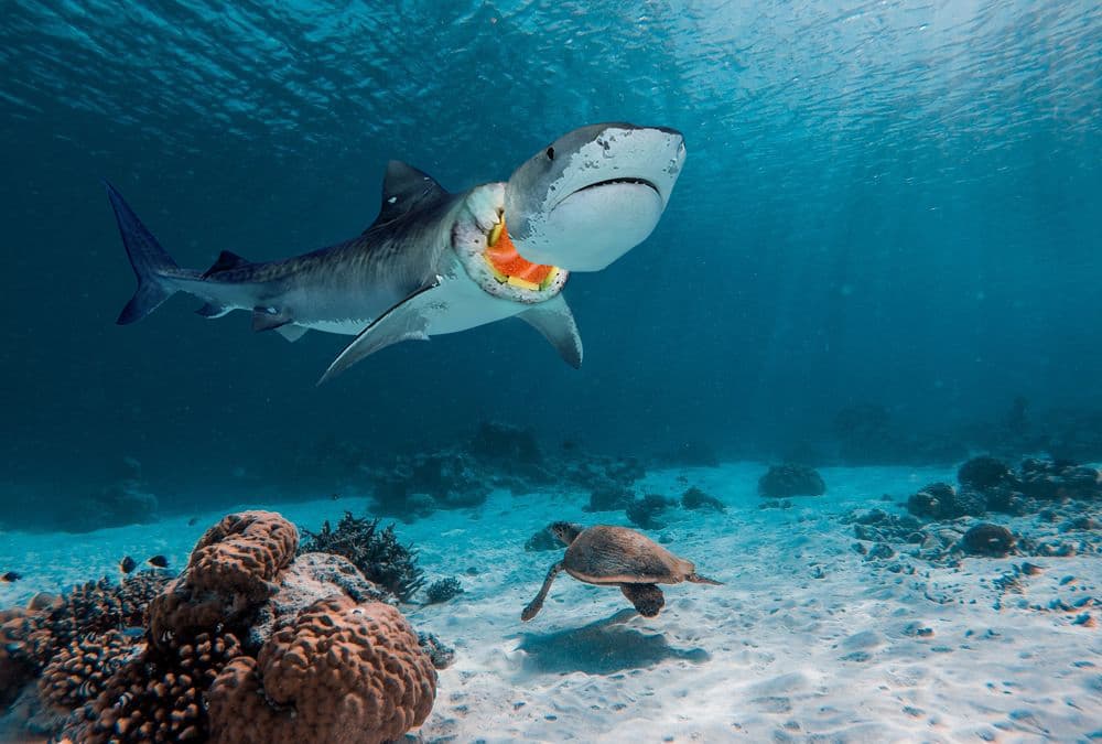 Photoshop & Illustrator Works — 13